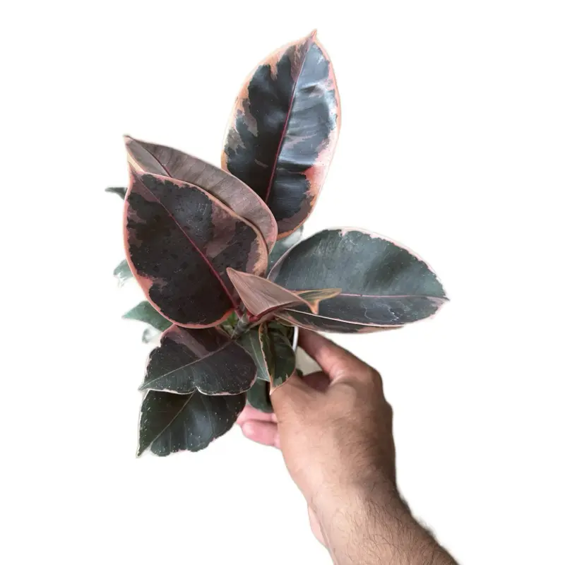Ficus “Ruby” - 4 Inch Pot
