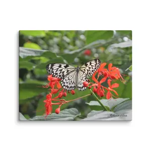 Rice Paper Butterfly Canvas Print