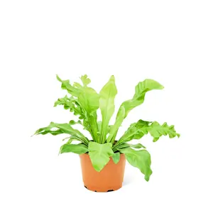 Bird's Nest Fern, Medium