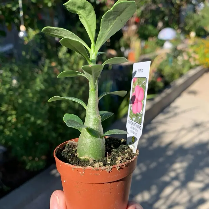 Desert Rose Adenium obesum in Compact 2" Pot - Bold Tropical Succulent with Vibrant Trumpet-Shaped Blooms & Thick Trunk for Any Space Easy Care Beginner Plant Lovers Desk Windowsill Collectors