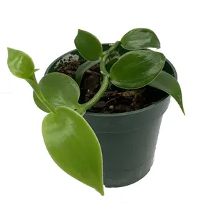 Vanilla Vine Orchid Plant - Vanilla planifolia - 4" pot - Source of Vanilla Oil