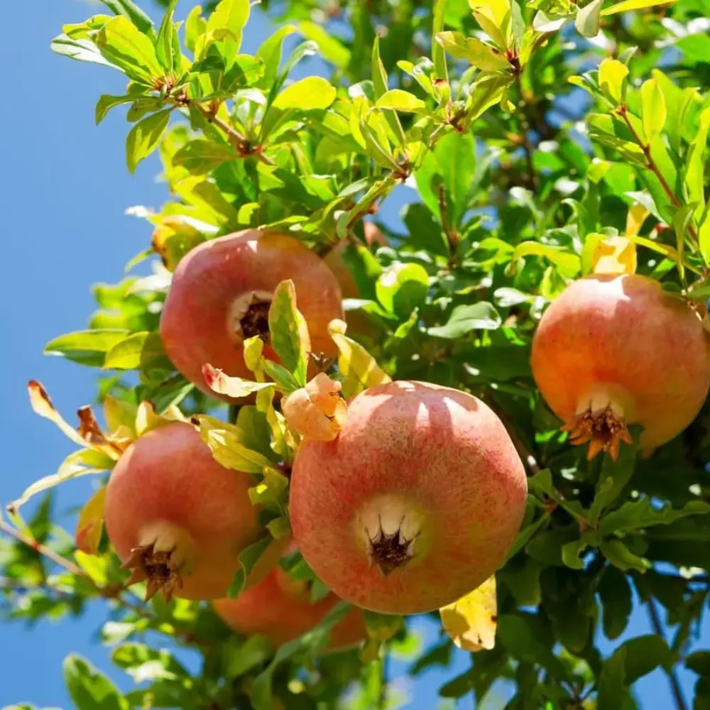 Live Red Pomegranate Tree Plant 4inch, Cold Hardy Fruiting Tree, Sweet Pomegranate, Live Starter Plants, Fresh Tropical Fruit Plant