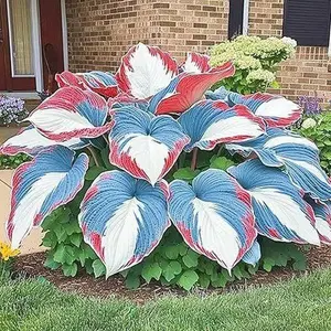 800PCS Hosta Seeds Easy Care Perennial – Ideal for Home Landscaping