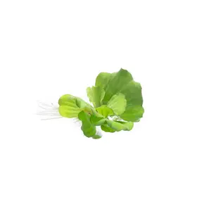 Pistia Stratiotes/ Water Lettuce Pistia Stratiotes/ Water Lettuce