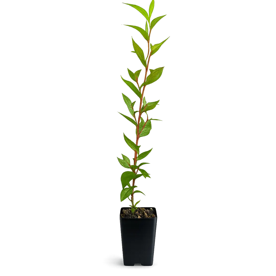 Peppermint Willow – Aromatic Bonsai Starter Tree Topiary Tree