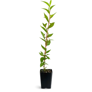 Peppermint Willow – Aromatic Bonsai Starter Tree Topiary Tree