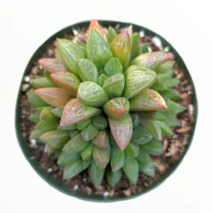 Haworthia turgida X