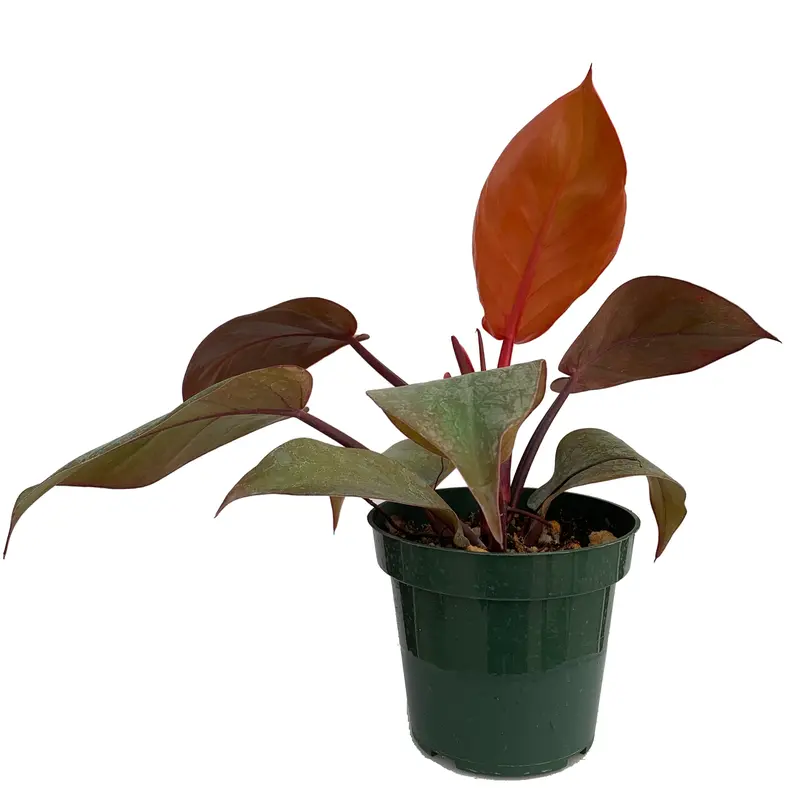 fabian aralia plant Buy Aralia Fabian Plants Online