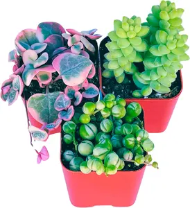 Succulents Plants Live (3-Pack) 2" Hanging Plants Starter Pack, Live Succulent Plants Fully Rooted in Planter Pots with Succulent Soil Mix by The Succulent Cult (3 Pack)