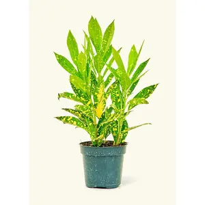 Croton 'Gold Dust', Small