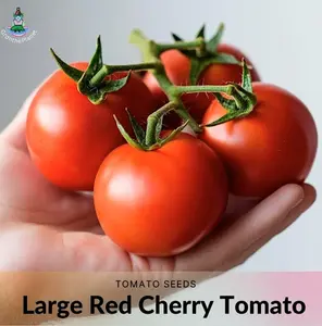 Large Red Cherry Tomato Seeds, 25 & 35 seed packets - Ideal for Home Canning, Eating and Cooking