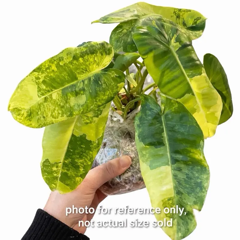 Philodendron Burle Marx Variegated Tissue Culture Plant (TC) | Rare Variegated Aroid | Starter