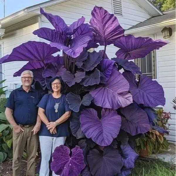 800+ Purple Flower Seeds - Rare Partial Shade-Loving Perennials, Low Maintenance Pest-Resistant Plants with Rich Violet Foliage for Garden Borders
