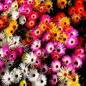 1000Pcs Dalmatian Insecticide Seeds Powerful Bug Deterrent Flower Seeds for Garden Mosquito Repellent Borders Pet Safe Pollinator Friendly