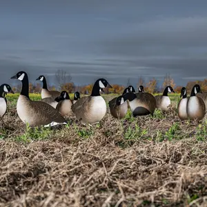 V2AFF Alternate Fully Flocked Canada Goose Silhouettes V2AFF Alternate Fully Flocked Canada Goose Silhouettes