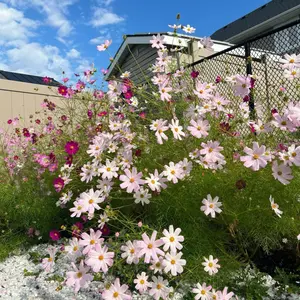 1000 Pcs Mixed-Color Cosmos Flower Seeds, Fast-Growing, Low-Maintenance Blooms for   Outdoor Gardens, Borders & Wildflower Chaos Gardens