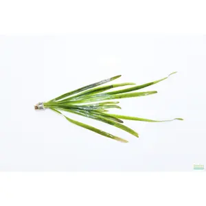 Vallisneria "Jungle Val"  EASY Background Aquarium Plant