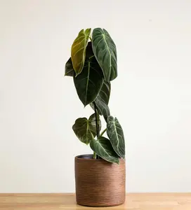 Philodendron Black Gold in 4” or 6” Pot | Philo Melanochrysum | Indoor & Outdoor Live Tropical House plant | Easy Care Plant