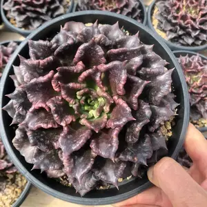 Echeveria“Obsidian Heart”  Holiday Decor Must-Have!  Dark Succulent That's Hauntingly Beautiful — Not Just for Halloween! Live Plant Starter Kit