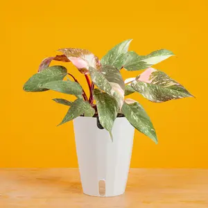 Pink Princess Philodendron | medium