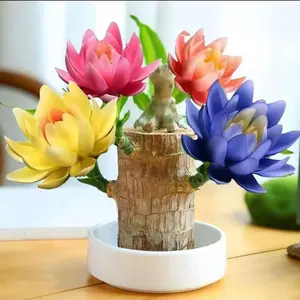 2025 new Brazilian lucky tree, brings you good luck and increases wealth, mysterious doll with base, easy to plant indoors Brazilian lucky wood decorative ornaments wooden