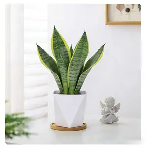 Costa Farms Snake Plant (Sansevieria) potted plant, with decorative pot, easy-care indoor succulent, perfect for home, room, or office decor, 7-11 inches tall.