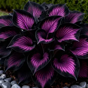 Hosta Seeds Perennial Shade Plant for Garden and Yard Non-GMO USA Made with Instructions for Easy Care and Versatile Growth