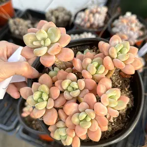 Echeveria 'Miul' cluster(around 5.5'') - Bare Root Succulents - Terra Tales