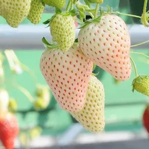 1000pcs White Strawberry Seeds – Grow Rare, Sweet, White Strawberries at Home – Easy to Plant, Great for Gardens and Pots – Seeds Only, Not Live Plants