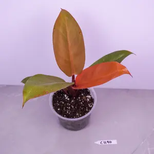 Philodendron Prince of Orange Live Plant 4” Pot | Color-Changing Foliage | Easy Tropical Plant