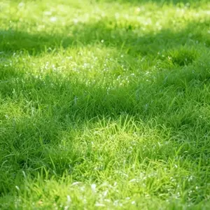 3000Pcs Zoysia Grass Seeds – Grow a Thick, Green, Drought-Resistant Lawn Easily