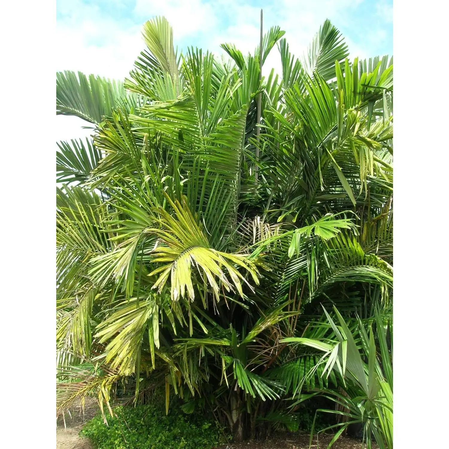 Dwarf Sugar Palm Tree - Formosa Palm - Live Plant in a 3 Gallon Grower's Pot - Areca Englerii - Extremely Rare Ornamental Palms from Florida