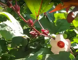 Sorrel Seed Packet Roselle Seeds Hibiscus Sabdariffa for Home Gardening Warm Season Plant with Deep Red Calyces and Ornamental Foliage