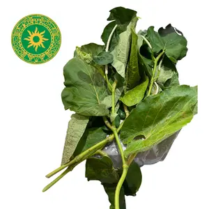 CAISIMON DE ANIS DECK