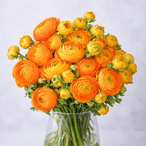 Ranunculus Orange Shades Bulbs – Spring Flowers for Garden & Cutting – Hand Picked Nursery