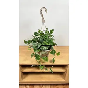 8" Scindapsus Silver Ann Hanging Basket