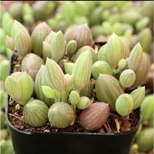 2"Live Succulent strings of watermelon