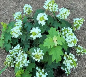 Pee Wee Dwarf Oakleaf Hydrangea