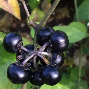 100 Black Nightshade Seeds for Planting,  Solanum Nigrum Hierba Mora Seeds