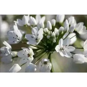 Allium Cowanii Bulbs, White flowers,