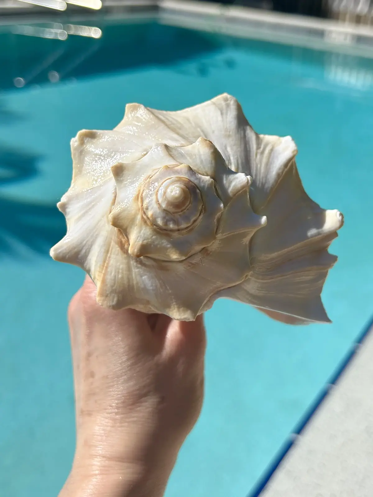 Large Atlantic Whelk 6-6.5" | Natural North Atlantic Whelk | Whelk seashell | Big real shell | Beach wedding decor | Gift for sea lover