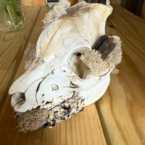 Viking Pig Skull