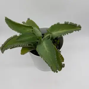 Mother of Thousands Plant ‘Kalanchoe laetivirens’ 6” Pot – Unique Succulent Houseplant | Fast Growing | Easy Care Indoor & Outdoor Plant
