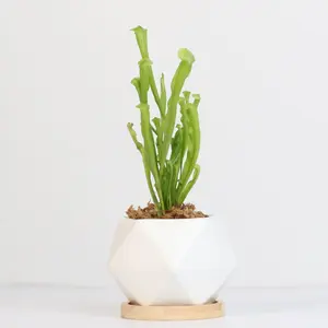 Sarracenia BUG BAT Trumpet Pitcher Carnivorous Plant