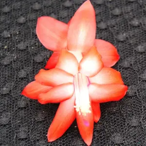 Orange white Christmas Cactus Plant/Thanksgiving CactusPlant -Bristol Flame - live STARTER Plant-Schlumbergera Truncata ship no pot