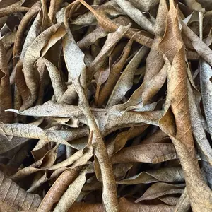Fèy Mango Sèch/Dried Mango Leaf