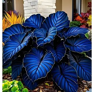 (2 PACK)800Pcs Rare Mixed Color Ground Cover Hosta Seeds – Unique Foliage for Shaded Gardens, Easy to Grow & Perennial