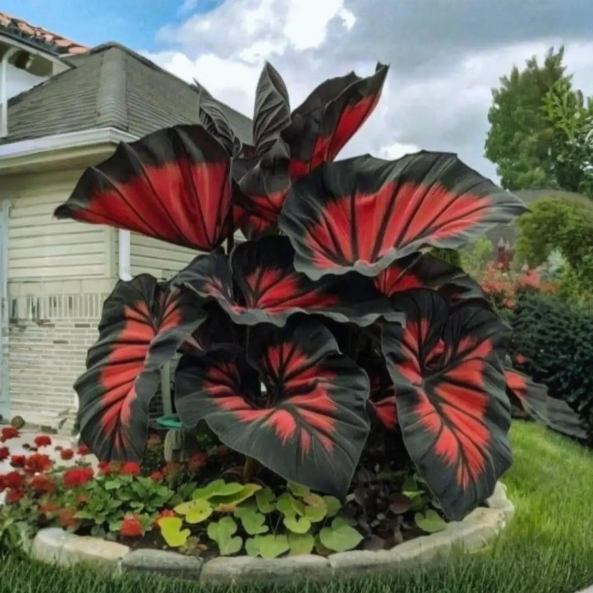800 Premium Hosta Seeds – Easy to Grow, Stunning Foliage