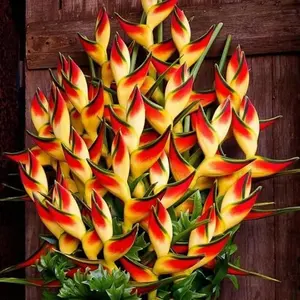 Golden Torch, Parrot's Beak Tropical Flowering Plant - 10 Heliconia champneana Seeds