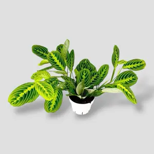 Lemon Lime Maranta 6” - Pet Safe Prayer Plant Easy Care